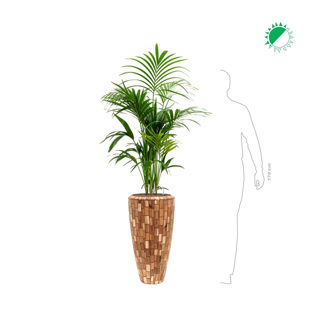 Kentia Baq Facets70 PLANTES ET POTS DE BUREAUX 