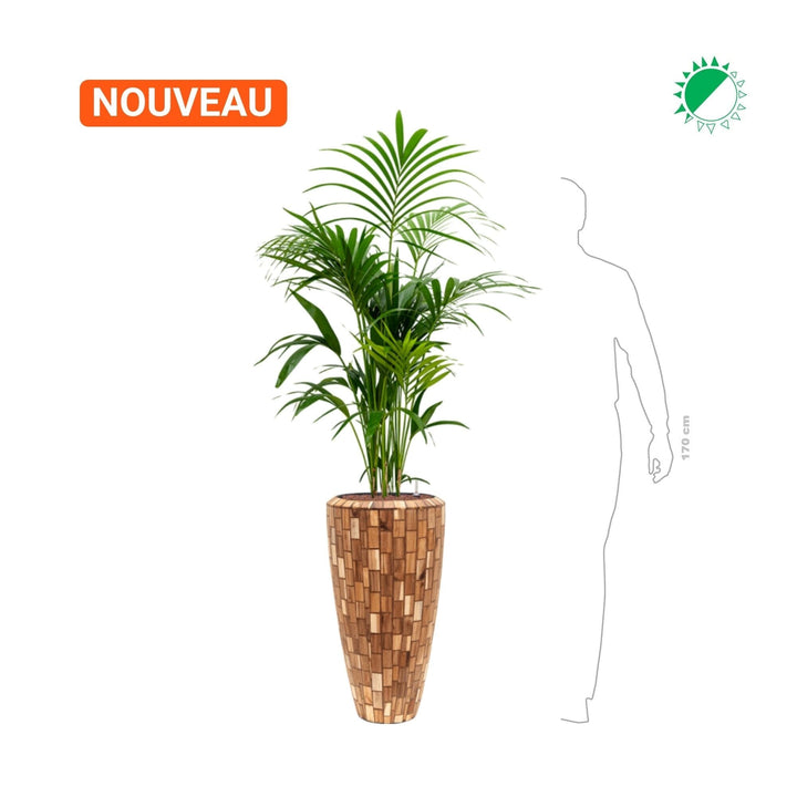 Kentia Baq Facets70 PLANTES ET POTS DE BUREAUX 