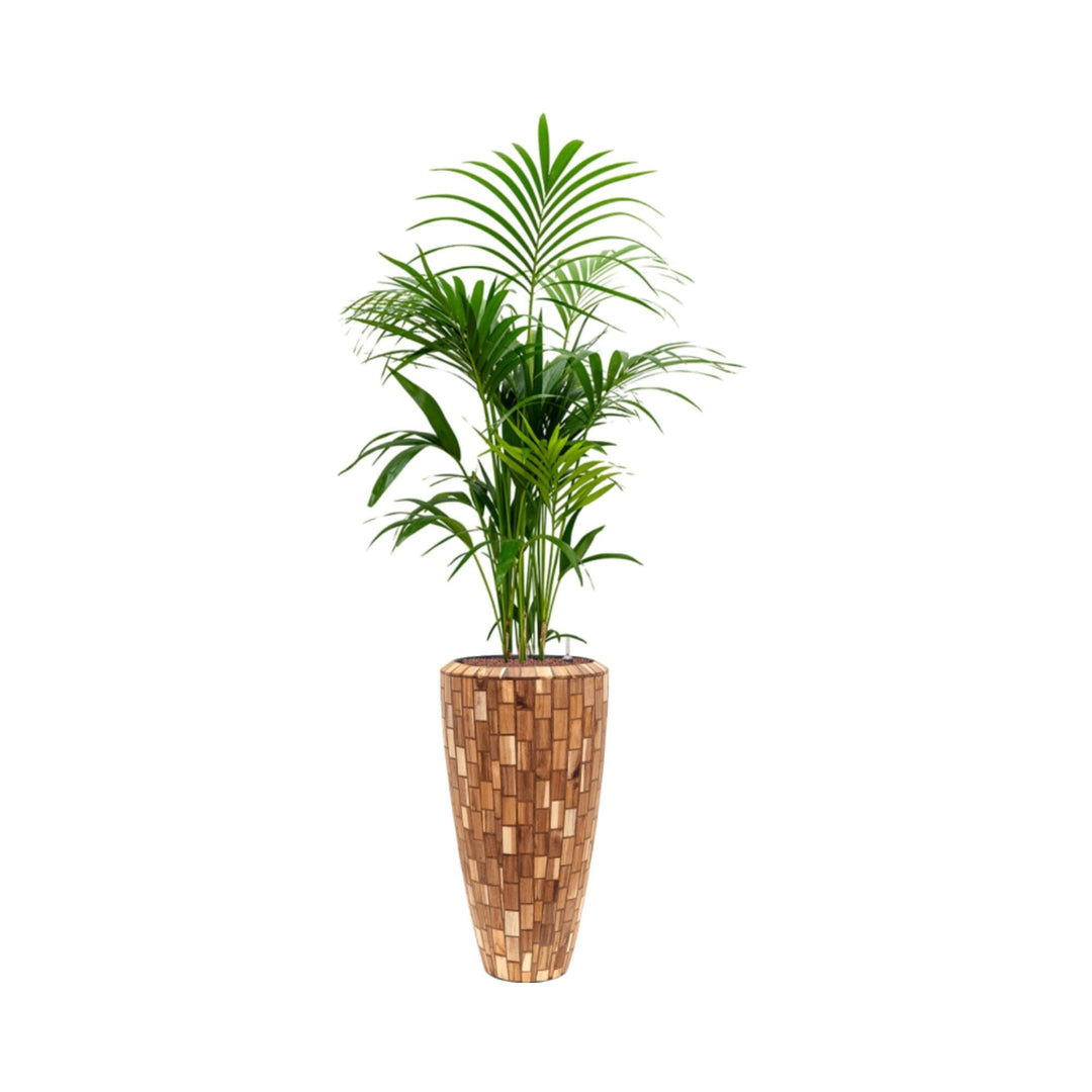 Kentia Baq Facets70 PLANTES ET POTS DE BUREAUX Location/Entretien (HT/mois) Naturel 