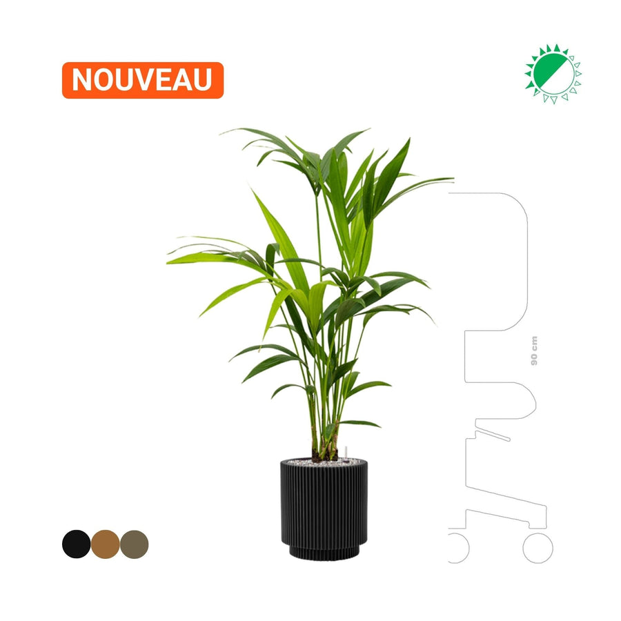 Kentia Capi Nature 25 PLANTES ET POTS DE BUREAUX 