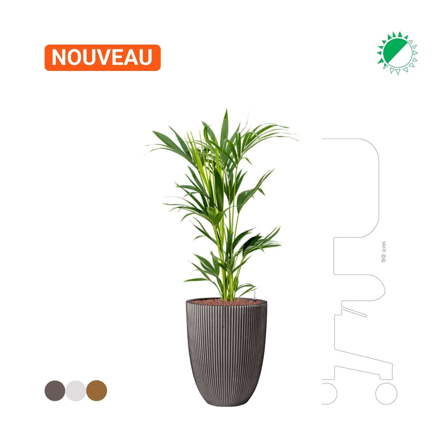 Kentia Capi Nature 46 PLANTES ET POTS DE BUREAUX 