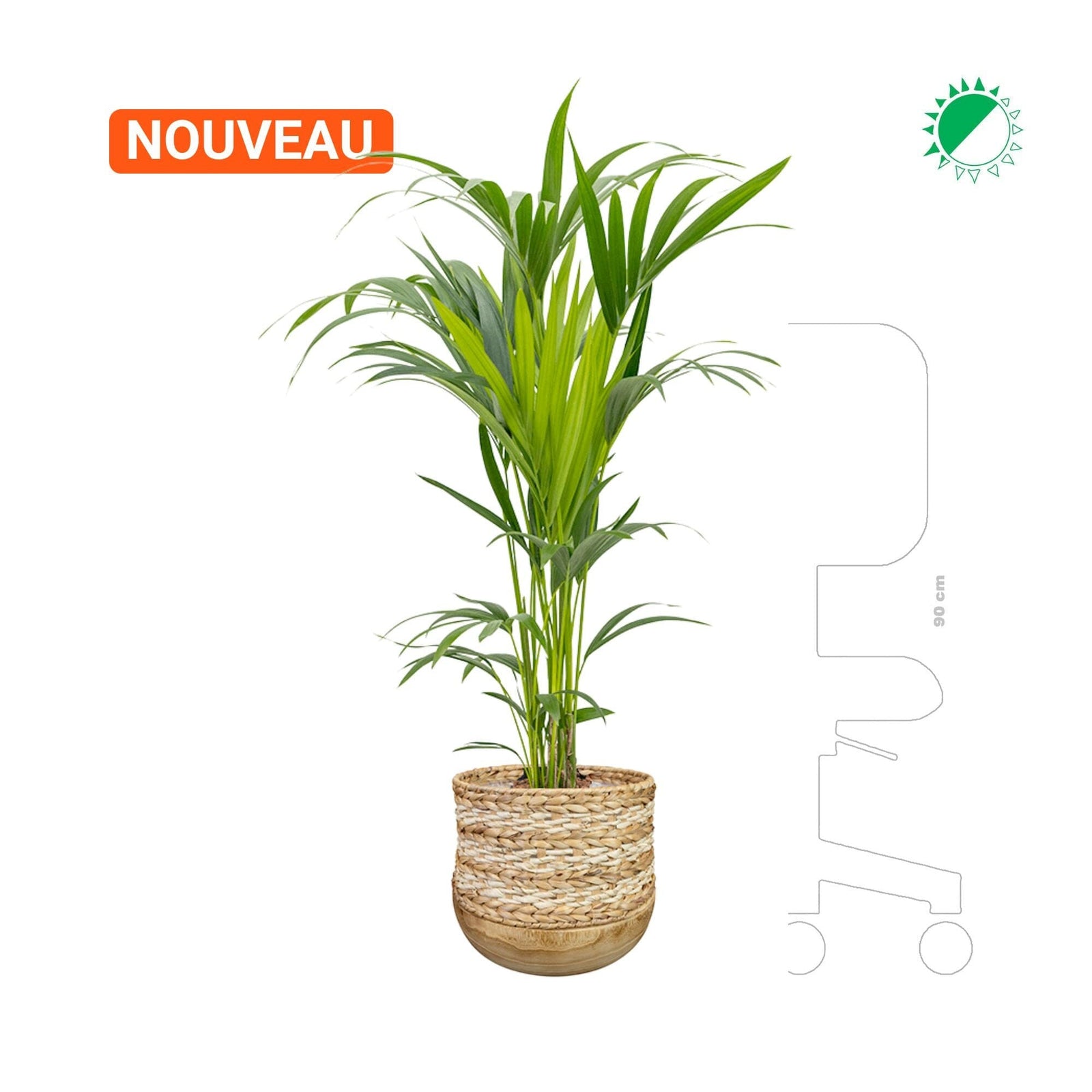 Kentia en Diede PLANTES ET POTS DE BUREAUX 