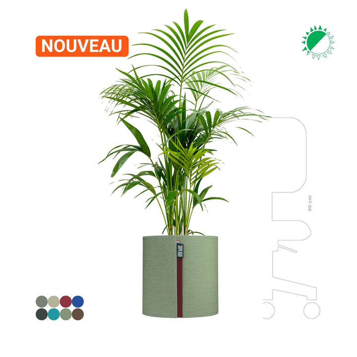 Kentia MyBac 40 PLANTES ET POTS DE BUREAUX Location/Entretien (HT/mois) Vert 