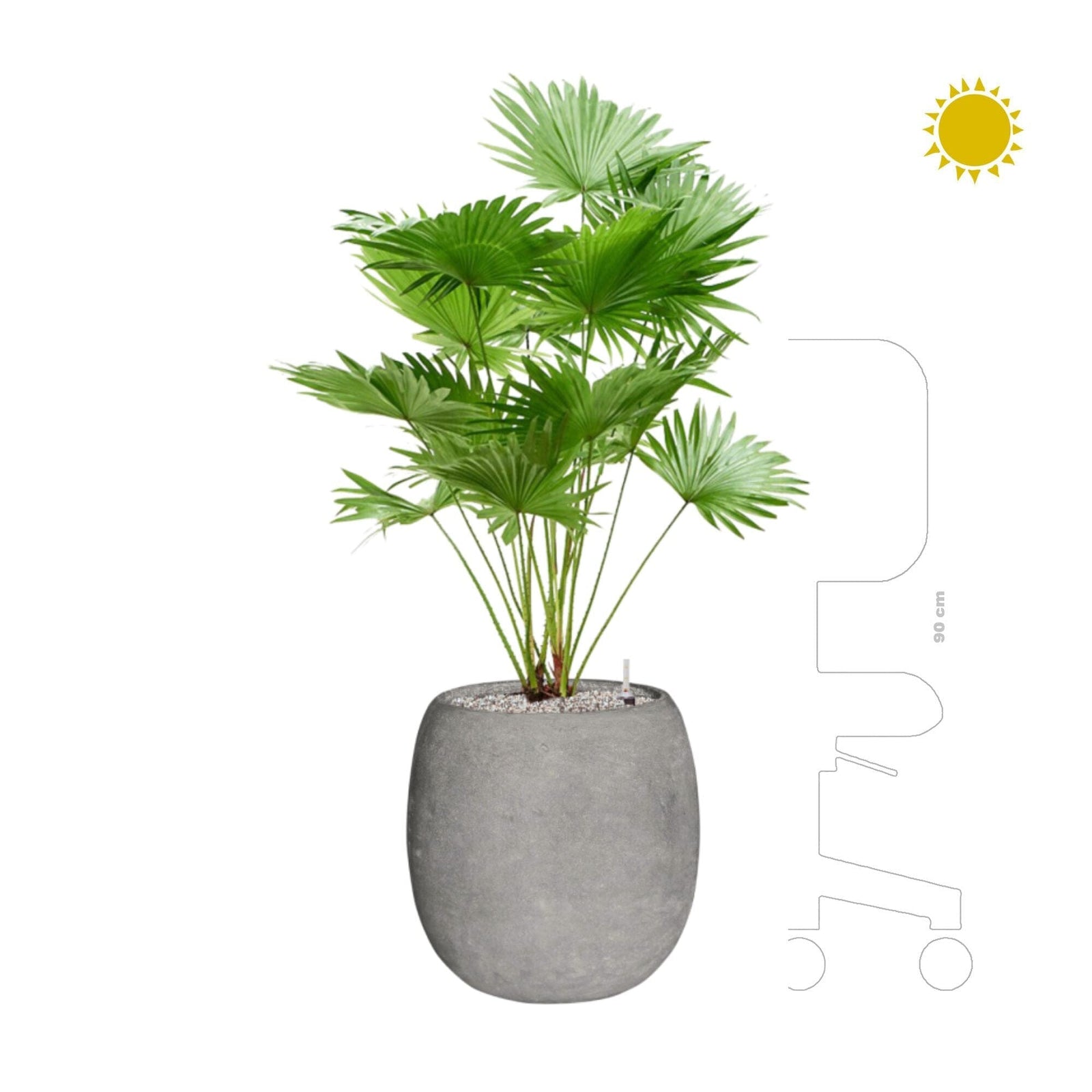 Livistonia Polystone gris42 PLANTES ET POTS DE BUREAUX 