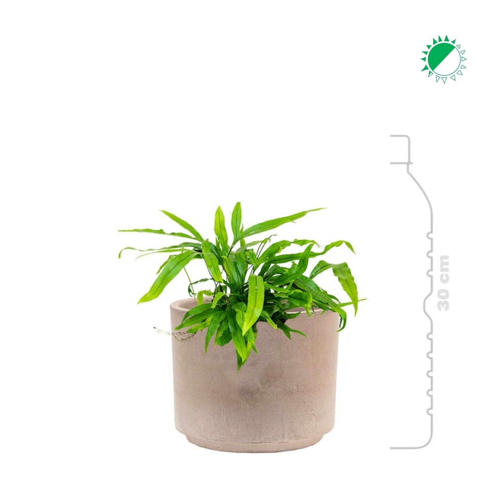 Microsorum Terra Cotta15 PLANTES ET POTS DE BUREAUX 
