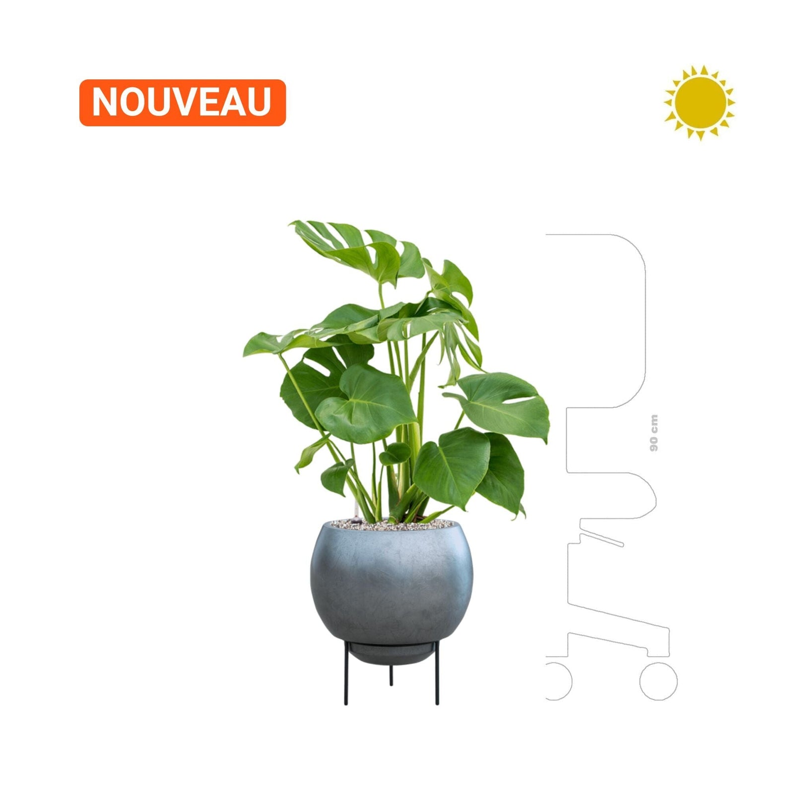 Monstera deliciosa Baq Metallic Silver Leaf PLANTES ET POTS DE BUREAUX 