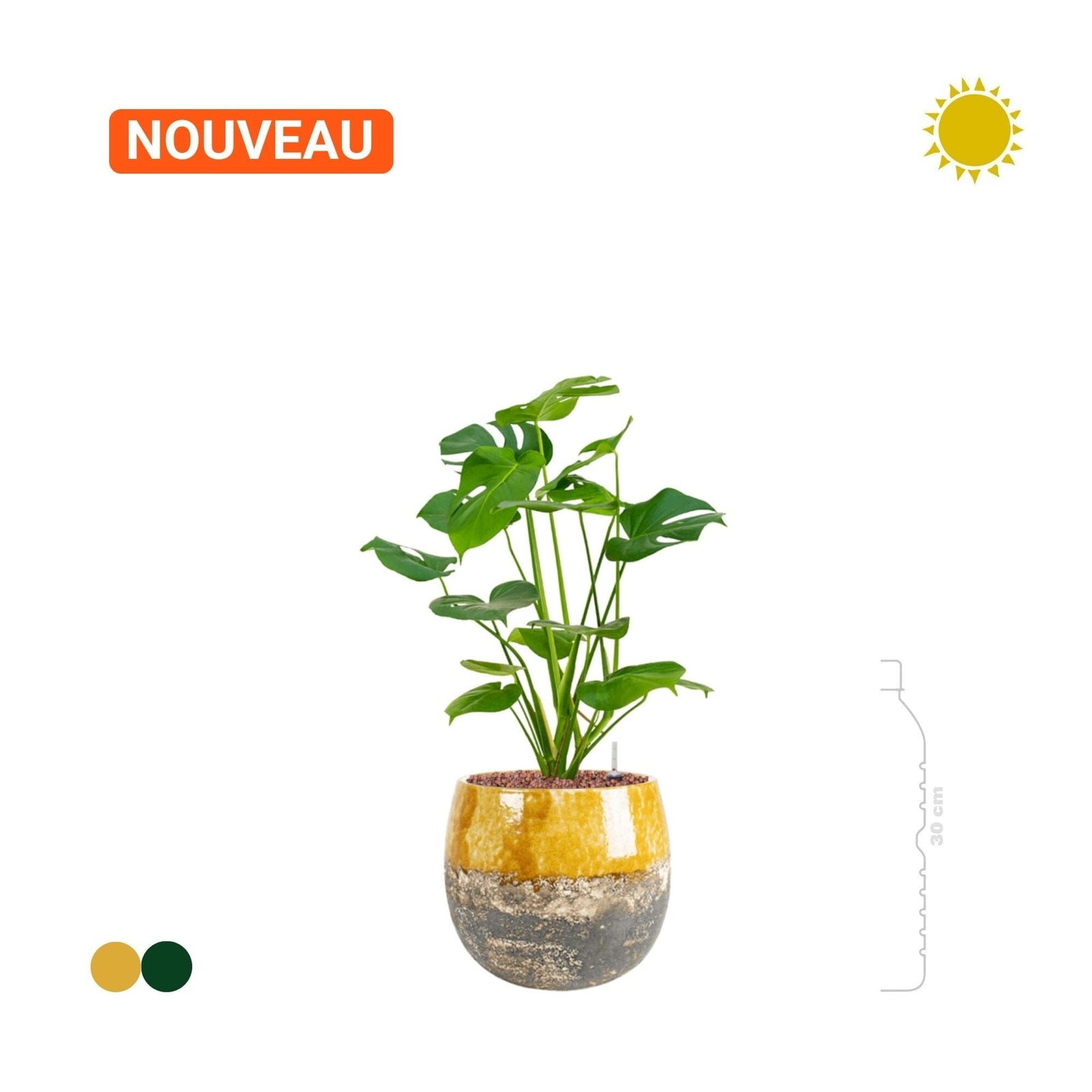 Monstera deliciosa Lindy20 PLANTES ET POTS DE BUREAUX 