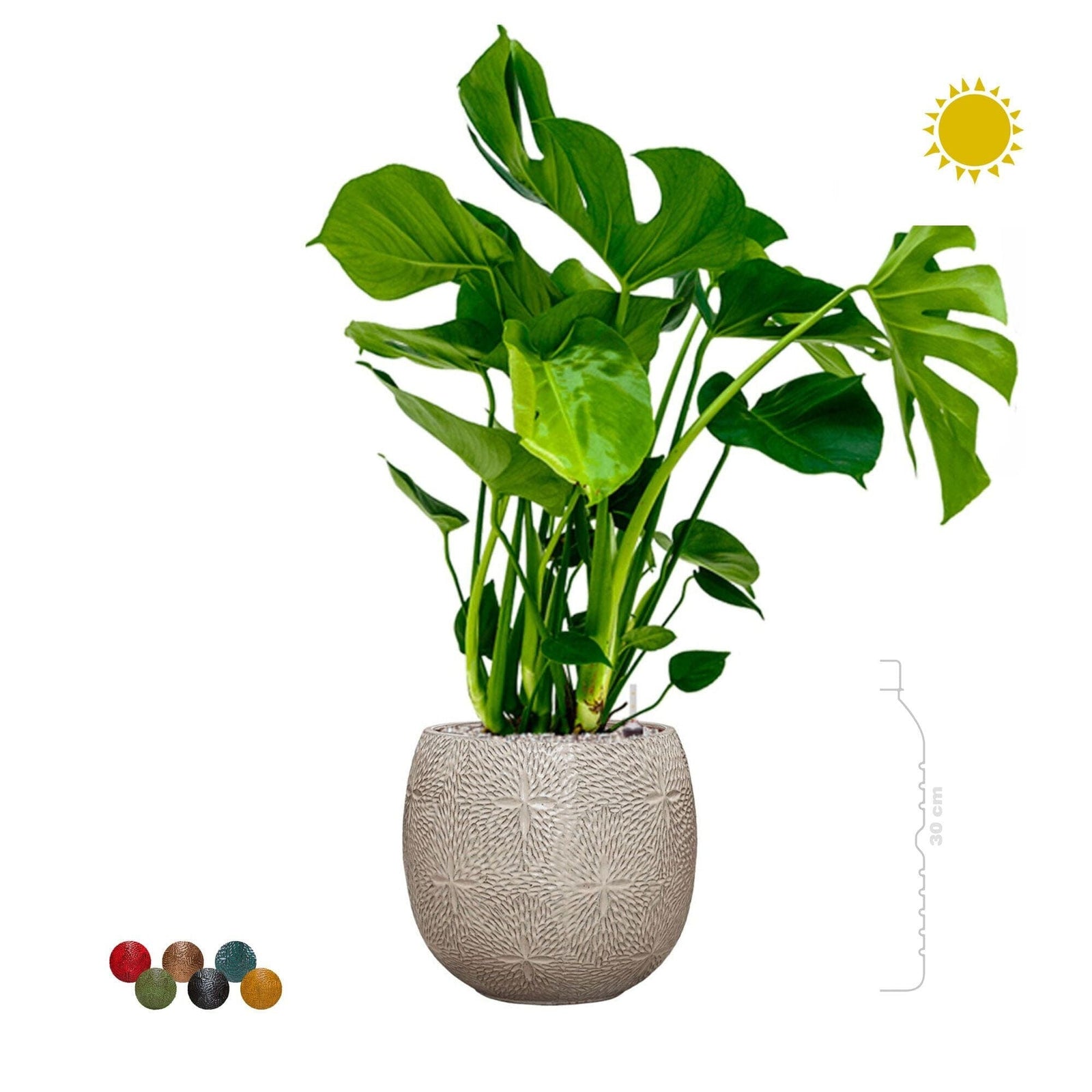Monstera deliciosa Marly30 PLANTES ET POTS DE BUREAUX 