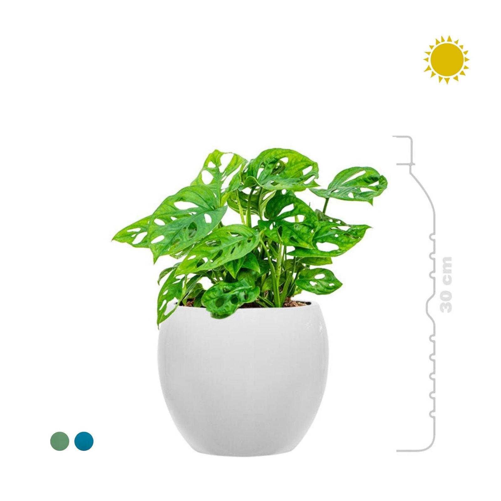 Monstera Feliz15 PLANTES ET POTS DE BUREAUX 