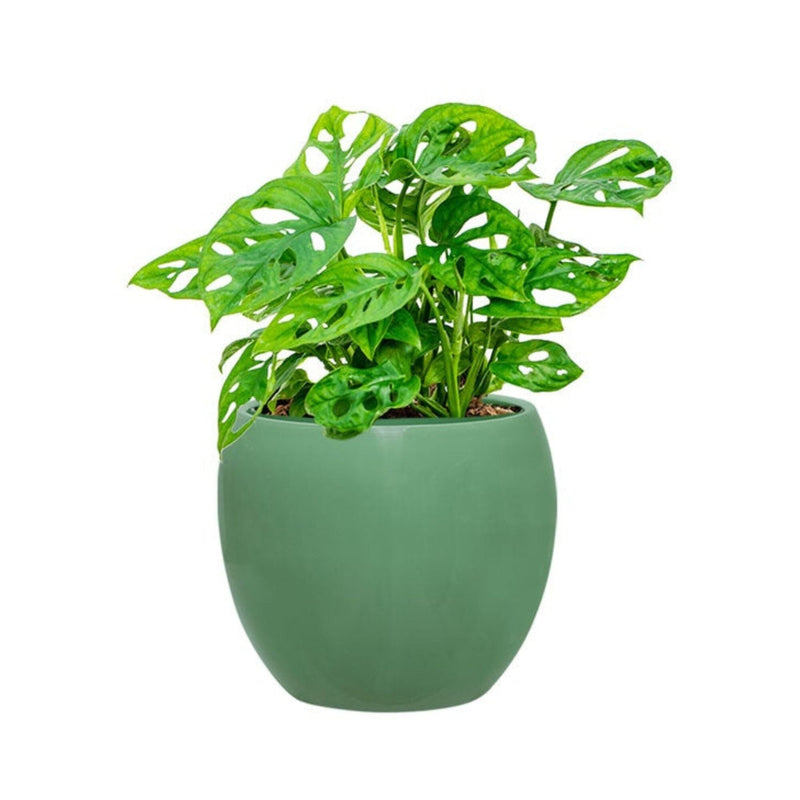 Monstera Feliz15 PLANTES ET POTS DE BUREAUX Location/Entretien (HT/mois) Vert 