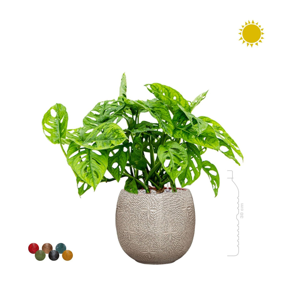 Monstera Marly30 PLANTES ET POTS DE BUREAUX 