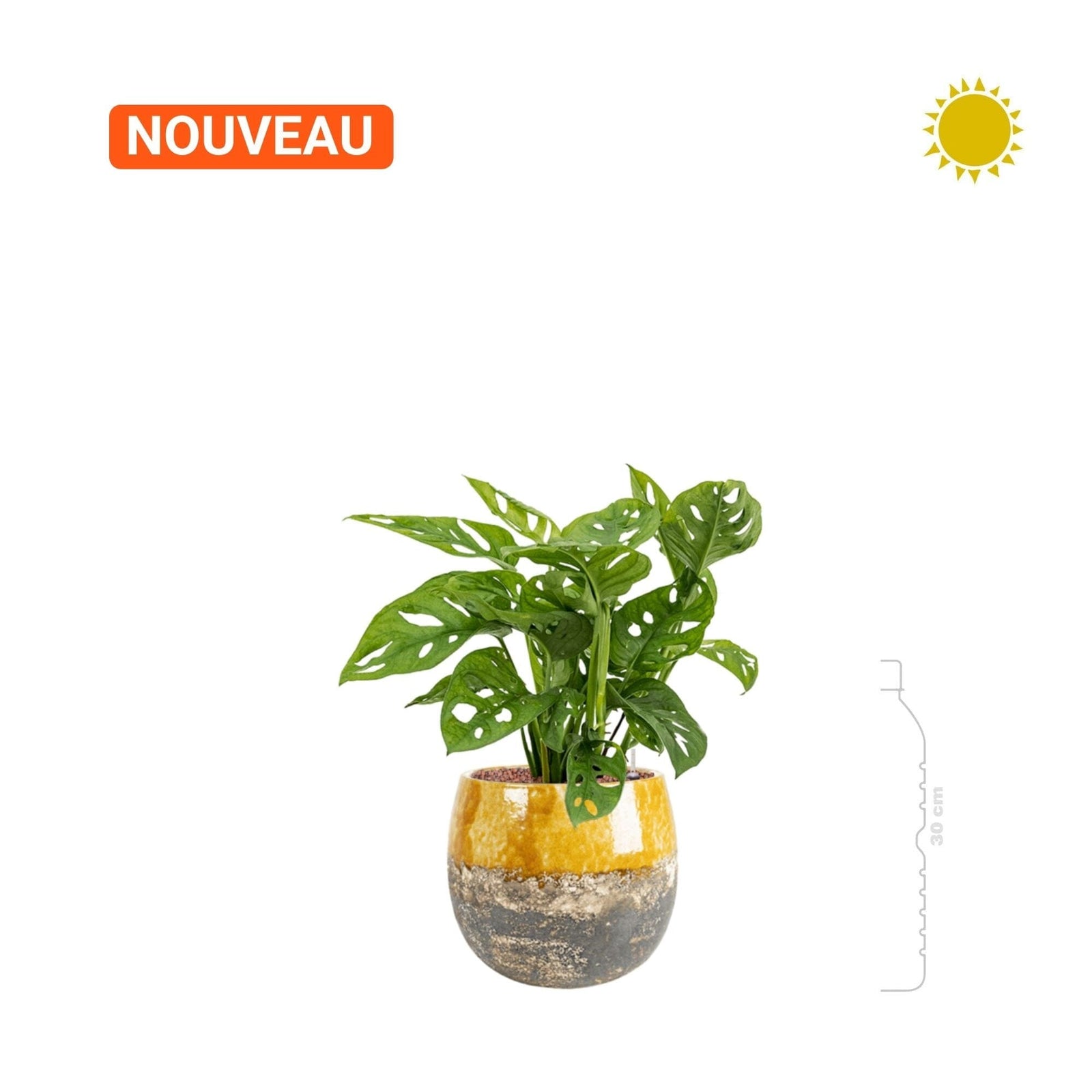 Monstera Obliqua Lindy20 PLANTES ET POTS DE BUREAUX 