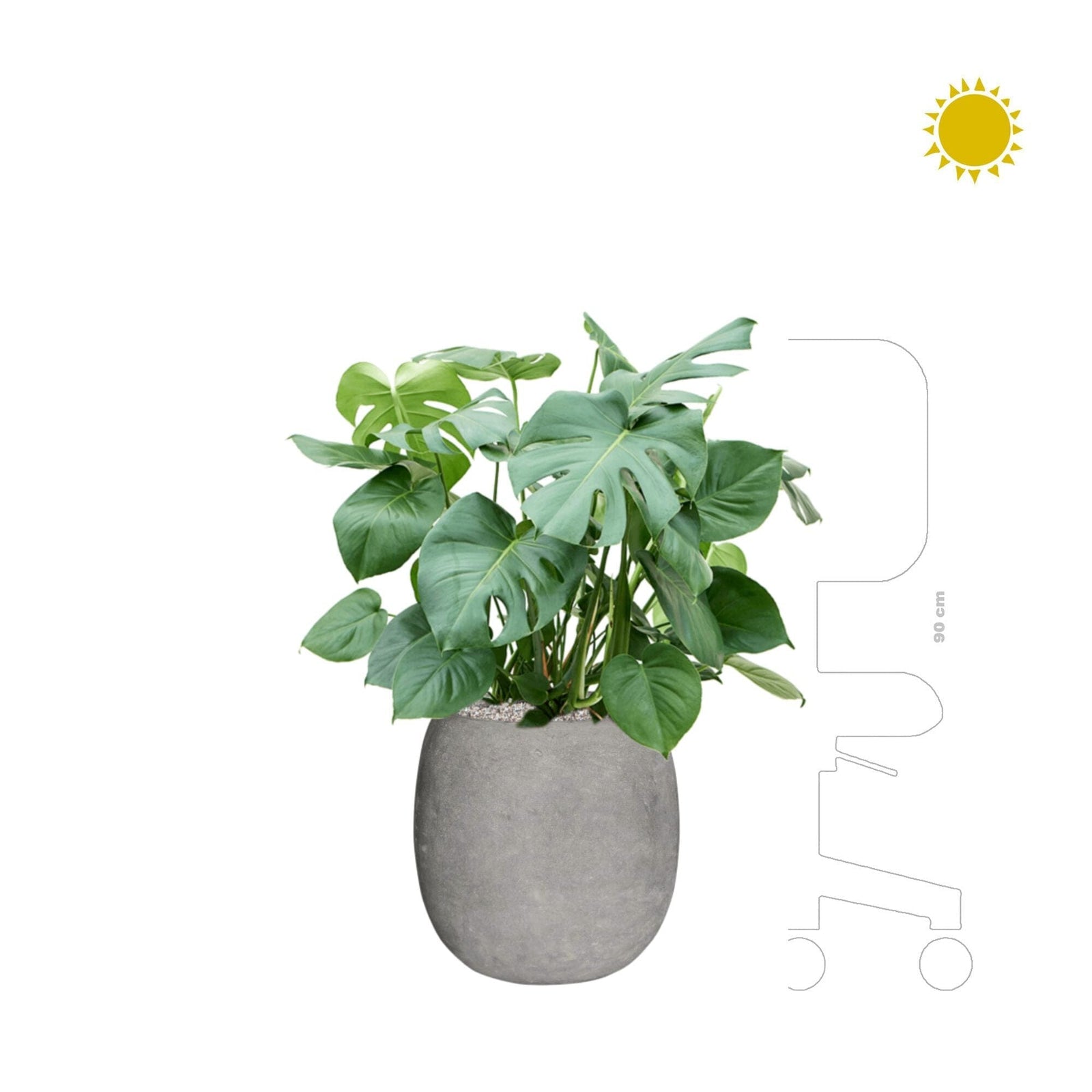 Monstera dans un pot polystone gris
