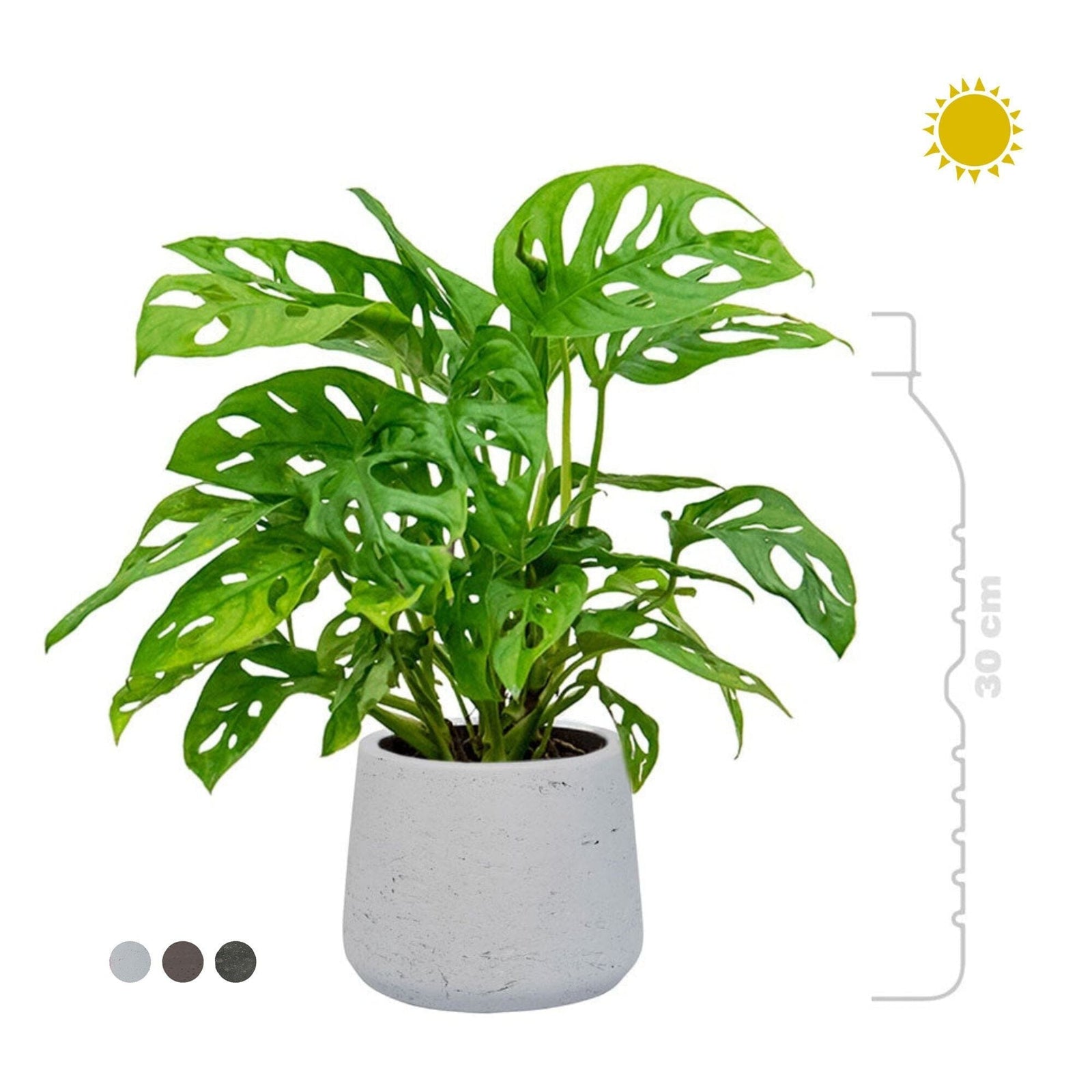 Monstera Rough patt S PLANTES ET POTS DE BUREAUX 