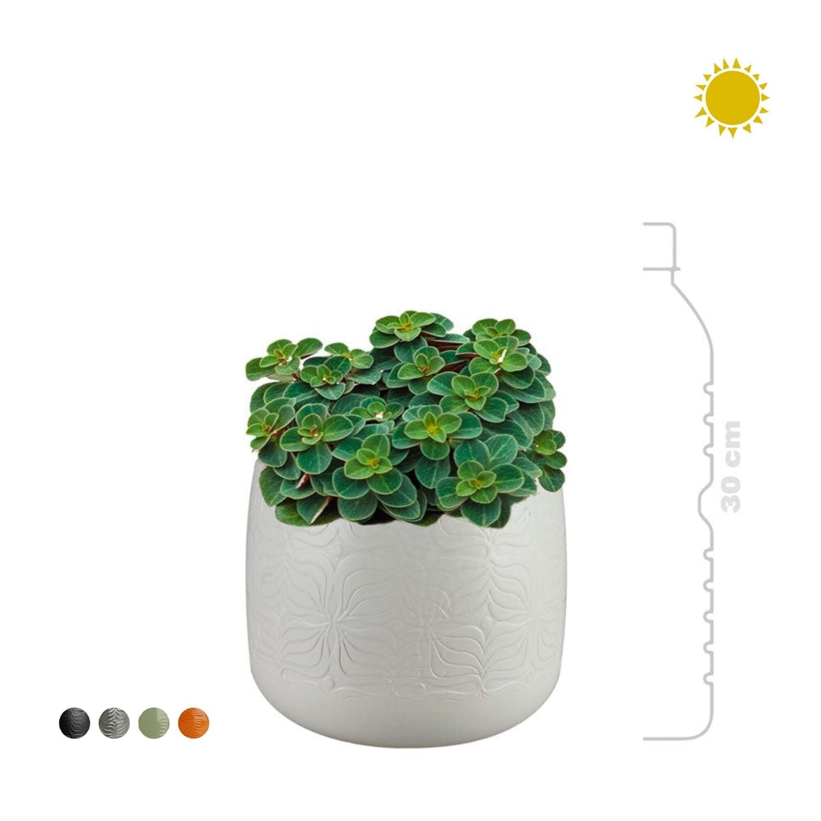 Peperomia Sytse19 PLANTES ET POTS DE BUREAUX 