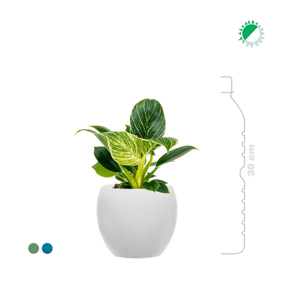 Philodendron Feliz15 PLANTES ET POTS DE BUREAUX 