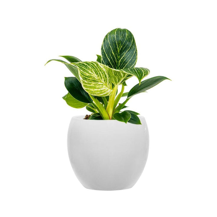 Philodendron Feliz15 PLANTES ET POTS DE BUREAUX Location/Entretien (HT/mois) Blanc 