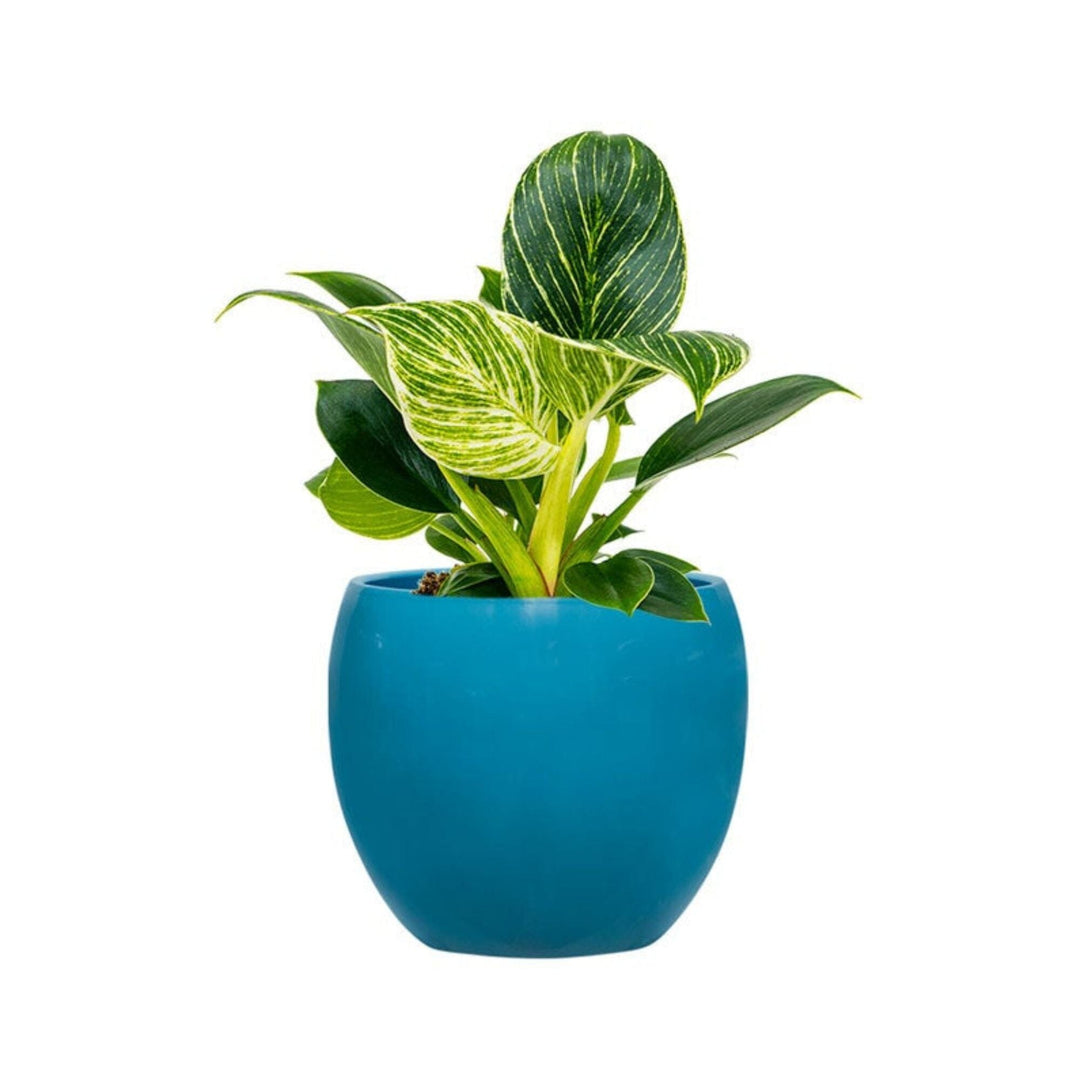 Philodendron Feliz15 PLANTES ET POTS DE BUREAUX Location/Entretien (HT/mois) Bleu 