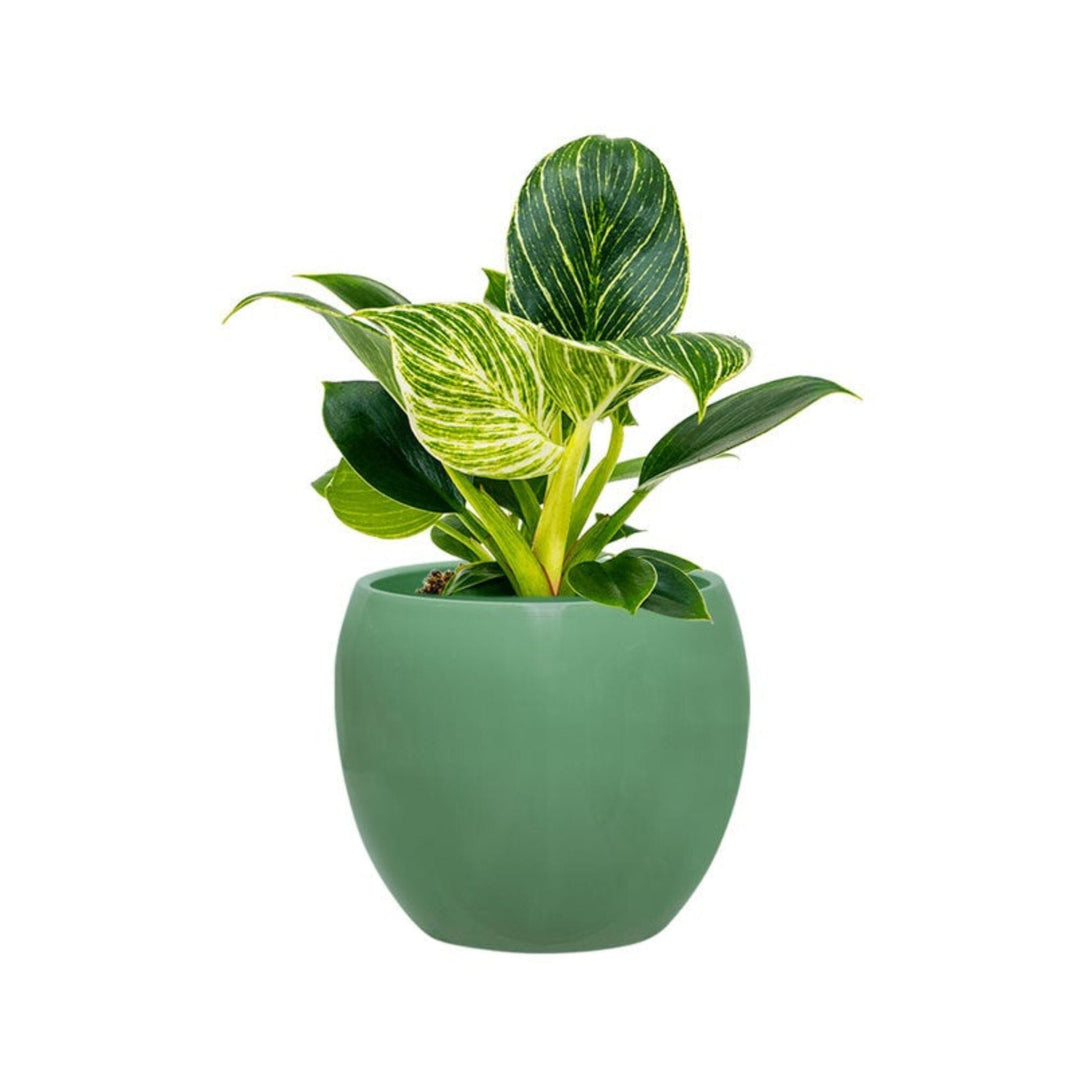 Philodendron Feliz15 PLANTES ET POTS DE BUREAUX Location/Entretien (HT/mois) Vert 