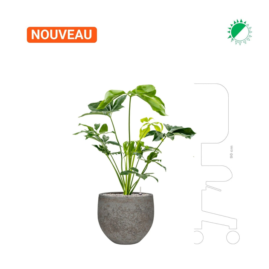 Philodendron 'green wonder' Cement Stone Mini Orb28 PLANTES ET POTS DE BUREAUX 