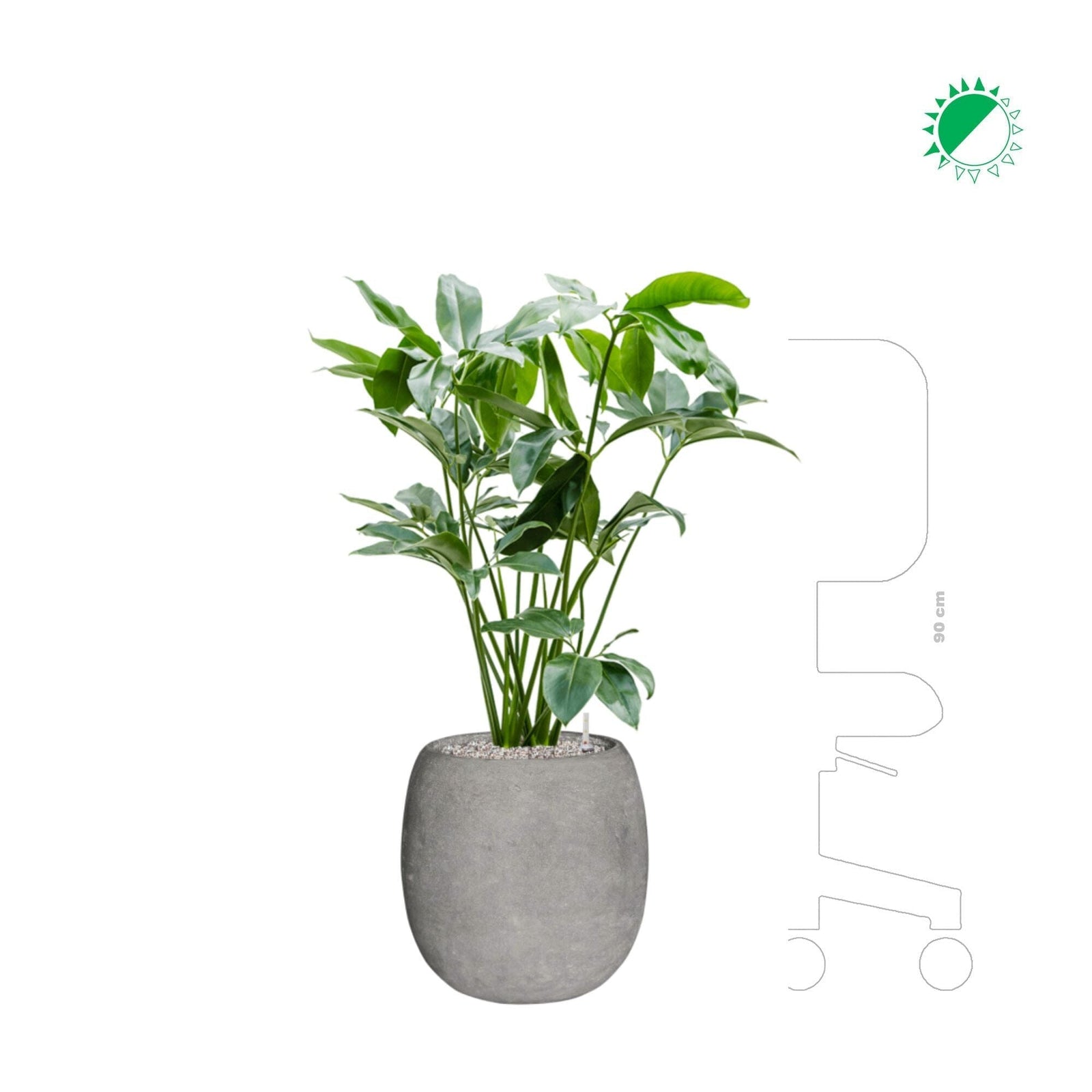 Philodendron 'green wonder' Polystone gris42 PLANTES ET POTS DE BUREAUX Location/entretien (HT/mois) gris Polystone