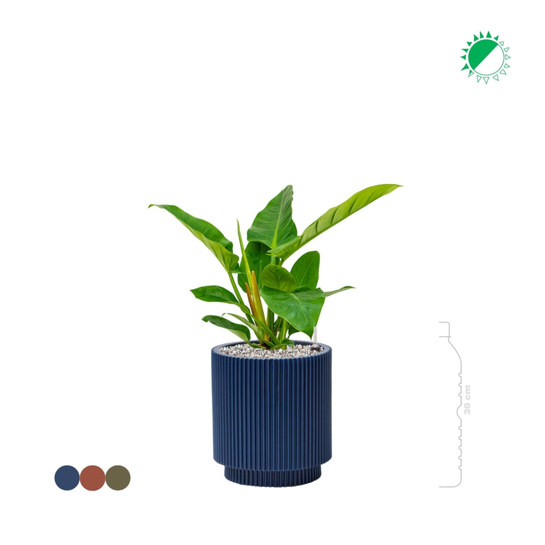 Philodendron 'Imperial Green' Capi Nature 23 PLANTES ET POTS DE BUREAUX 