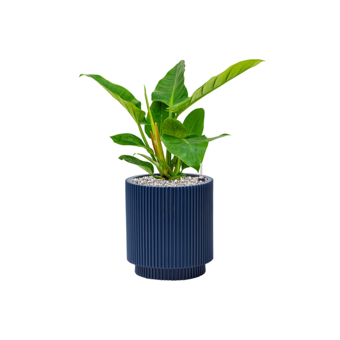 Philodendron 'Imperial Green' Capi Nature 23 PLANTES ET POTS DE BUREAUX Location/Entretien (HT/mois) Bleu 