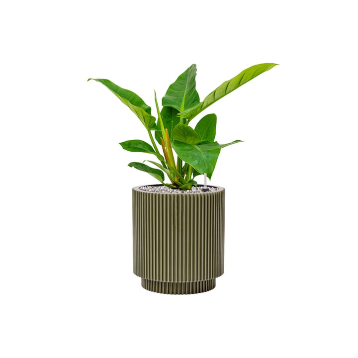 Philodendron 'Imperial Green' Capi Nature 23 PLANTES ET POTS DE BUREAUX Location/Entretien (HT/mois) Vert 