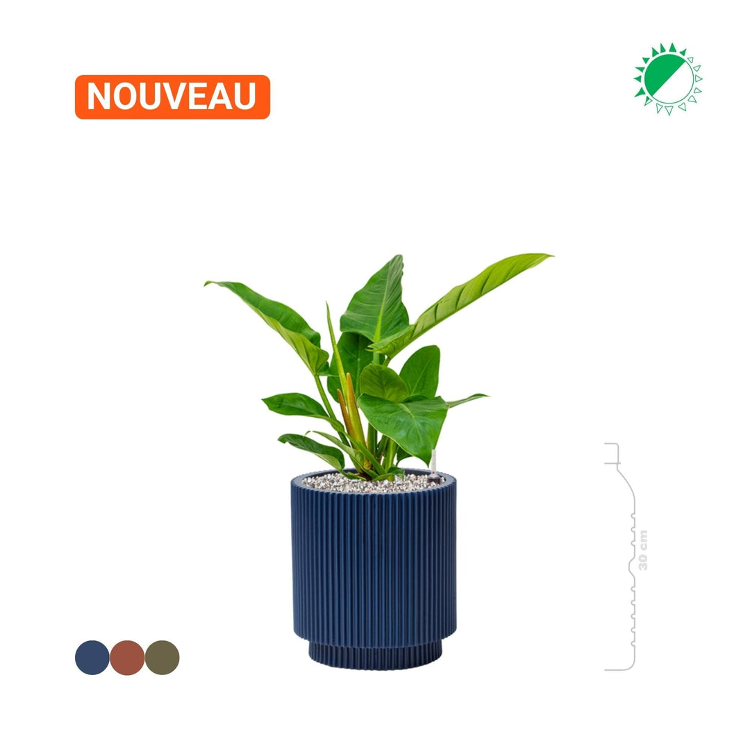 Philodendron 'Imperial Green' Capi Nature 25 PLANTES ET POTS DE BUREAUX 