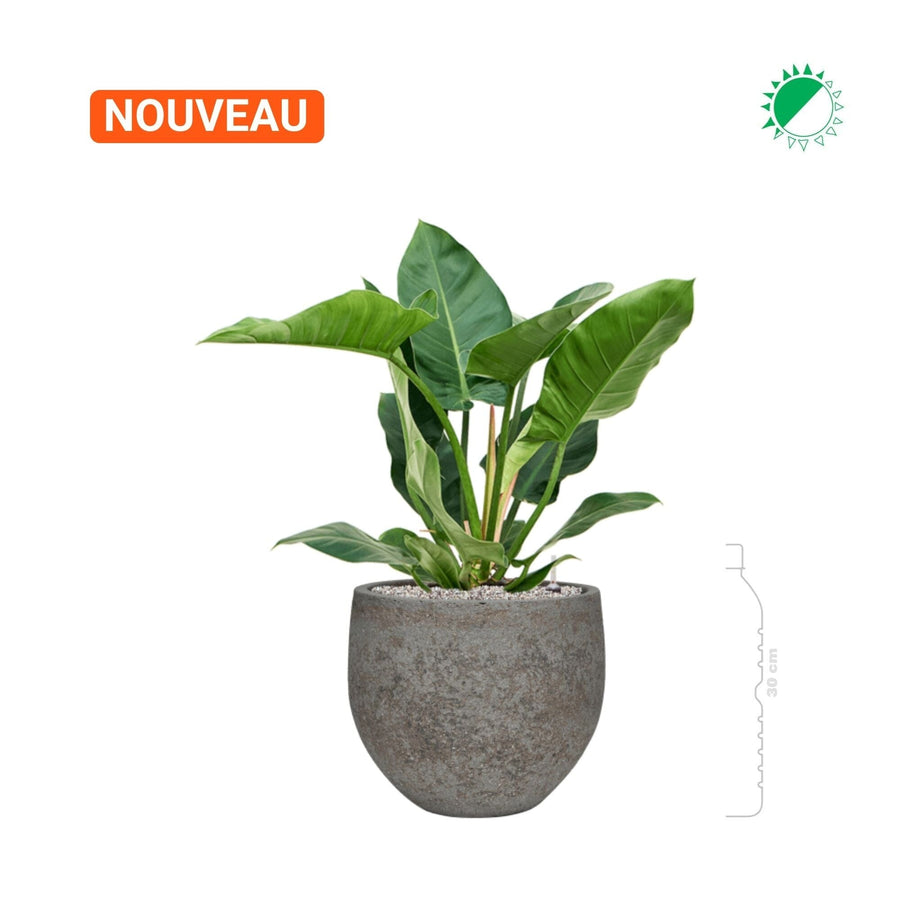 Philodendron 'Imperial Green' Cement Stone Mini Orb28 PLANTES ET POTS DE BUREAUX 