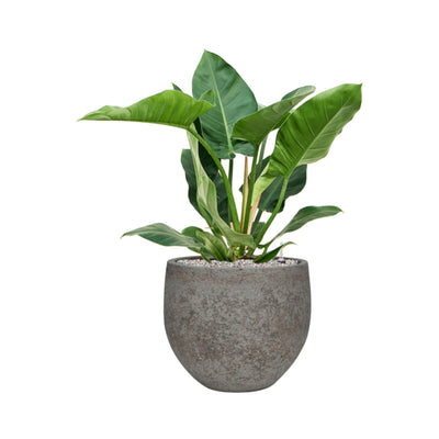 Philodendron 'Imperial Green' Cement Stone Mini Orb28 PLANTES ET POTS DE BUREAUX Location/Entretien (HT/mois) Gris 