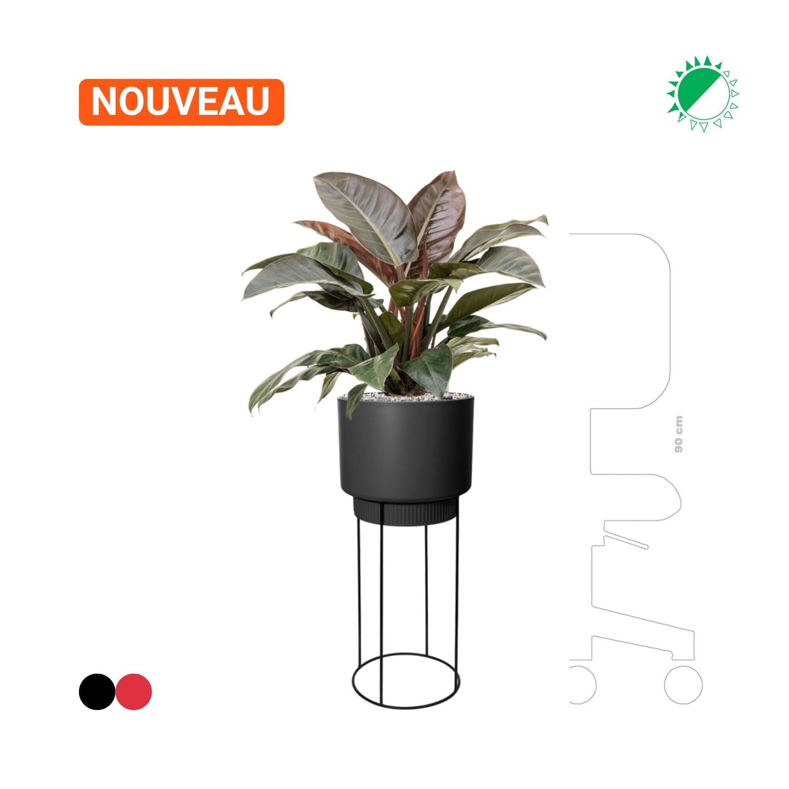 Philodendron 'Imperial Red' en B. For Studio PLANTES ET POTS DE BUREAUX 