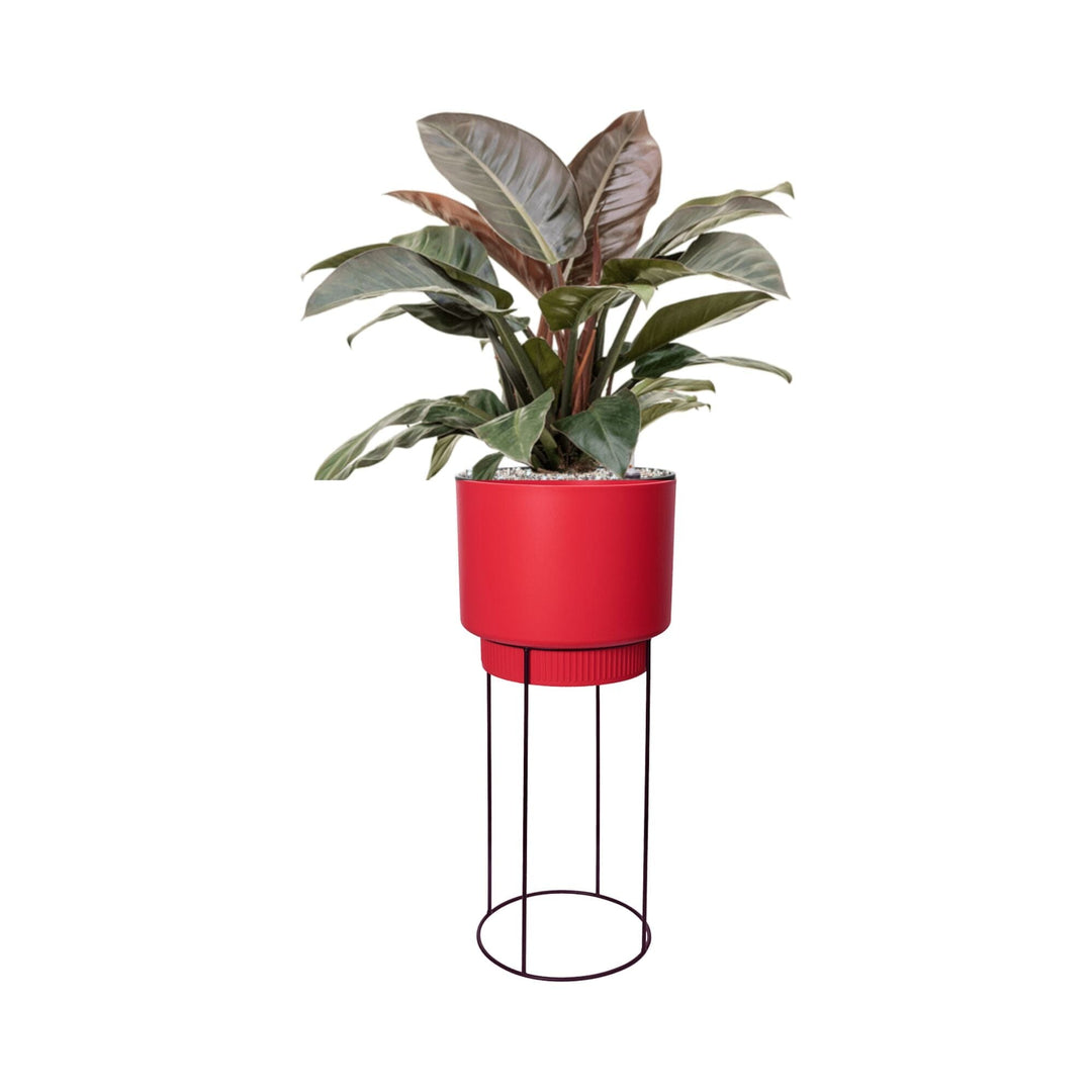 philodendron imperial red entretien Philodendron 'Imperial Red' en B. For Studio