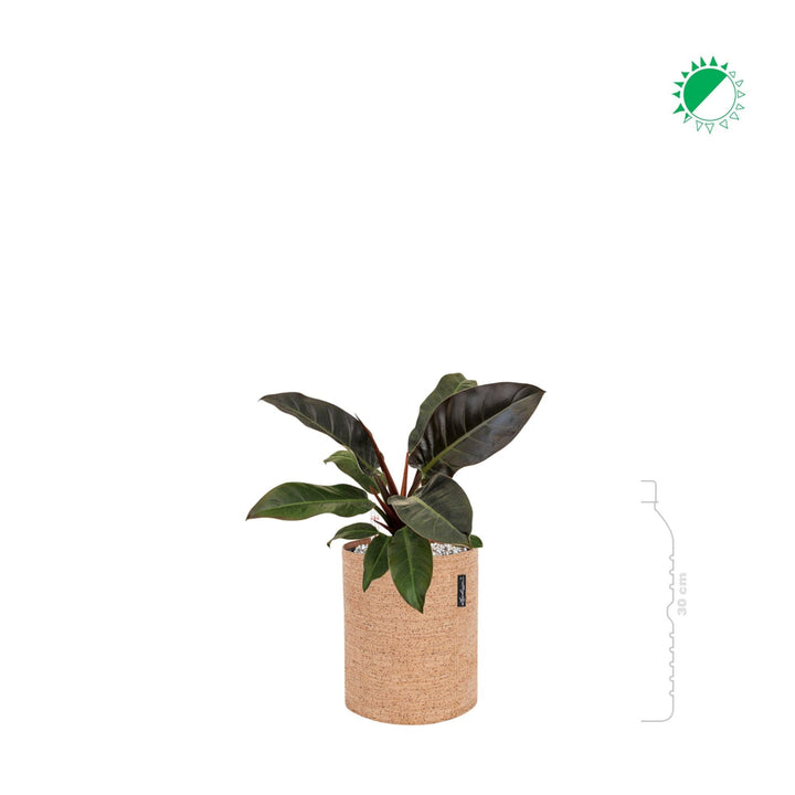 Philodendron 'Imperial Red' Lechuza Trendcover 23 Cork PLANTES ET POTS DE BUREAUX 