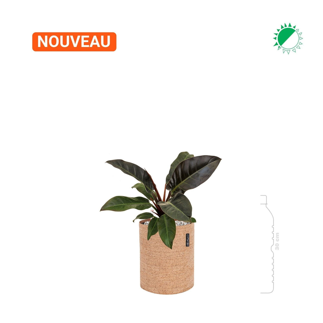 Philodendron 'Imperial Red' Lechuza Trendcover 23 Cork PLANTES ET POTS DE BUREAUX 