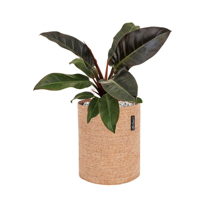 Philodendron 'Imperial Red' Lechuza Trendcover 23 Cork PLANTES ET POTS DE BUREAUX Location/Entretien (HT/mois) Naturel 