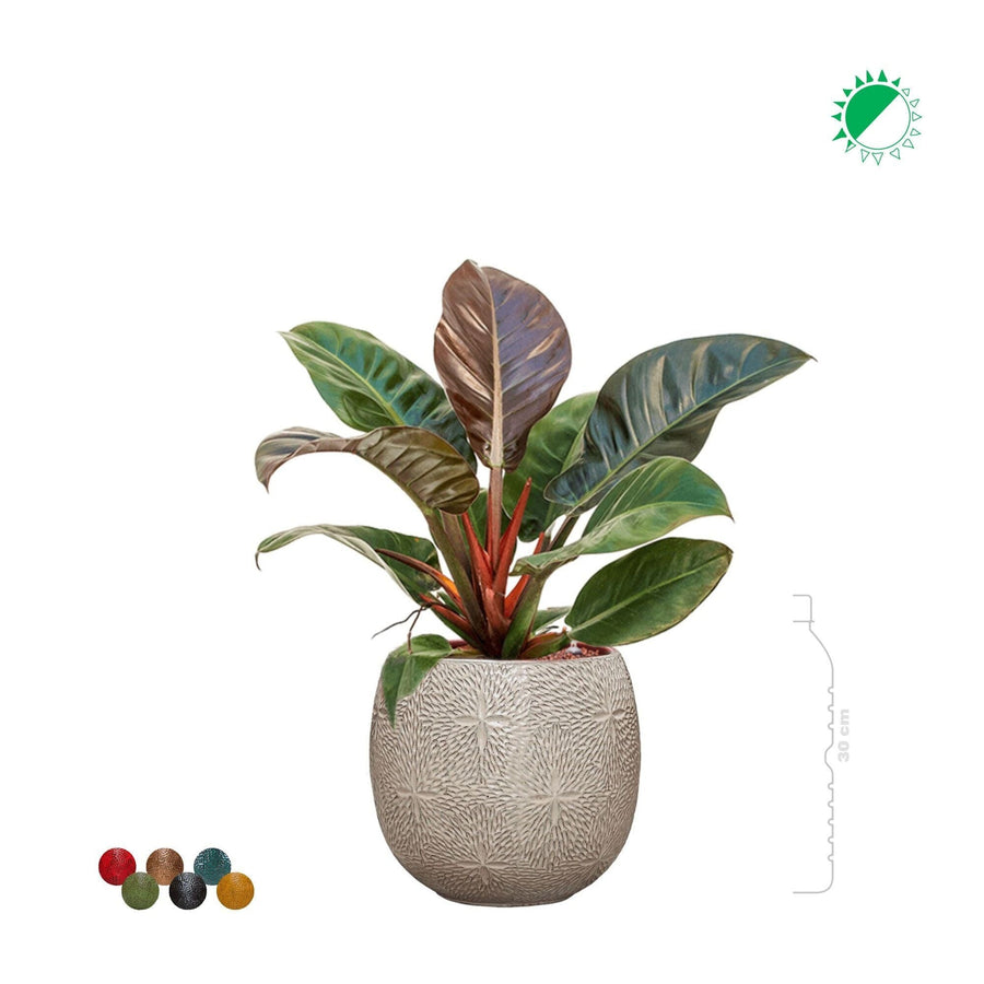 Philodendron 'Imperial Red' Marly30 PLANTES ET POTS DE BUREAUX 