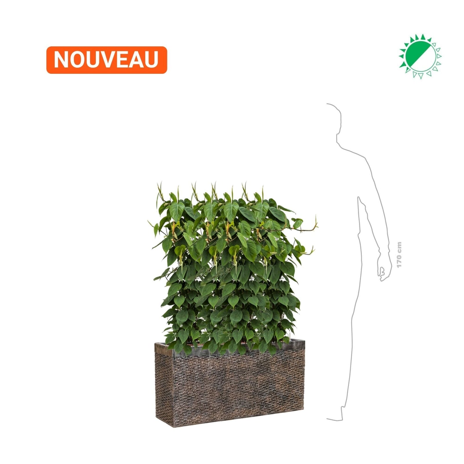Philodendron scandens Baq Luxe Lite Universe50 PLANTES ET POTS DE BUREAUX 