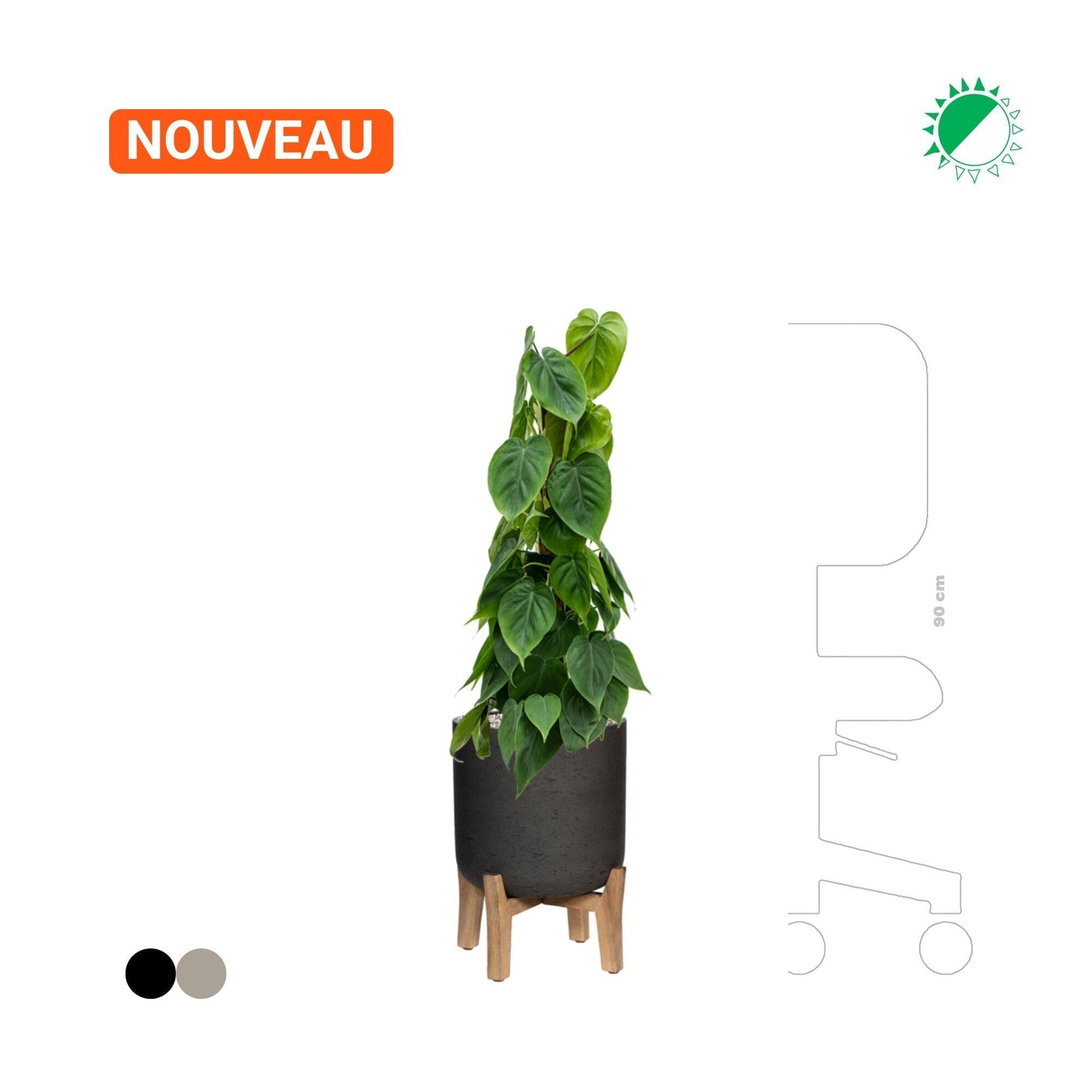 Philodendron scandens Rough With Feet Low PLANTES ET POTS DE BUREAUX 