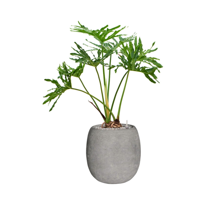 Philodendron selloum Polystone gris42 PLANTES ET POTS DE BUREAUX 