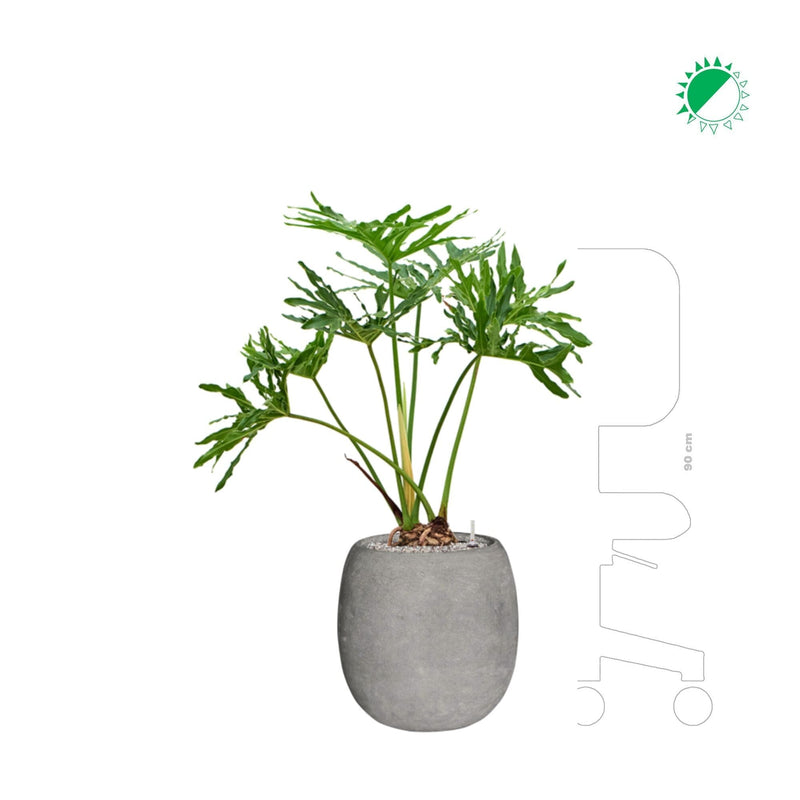 Philodendron selloum Polystone gris42 PLANTES ET POTS DE BUREAUX gris Location/entretien (HT/mois) Polystone