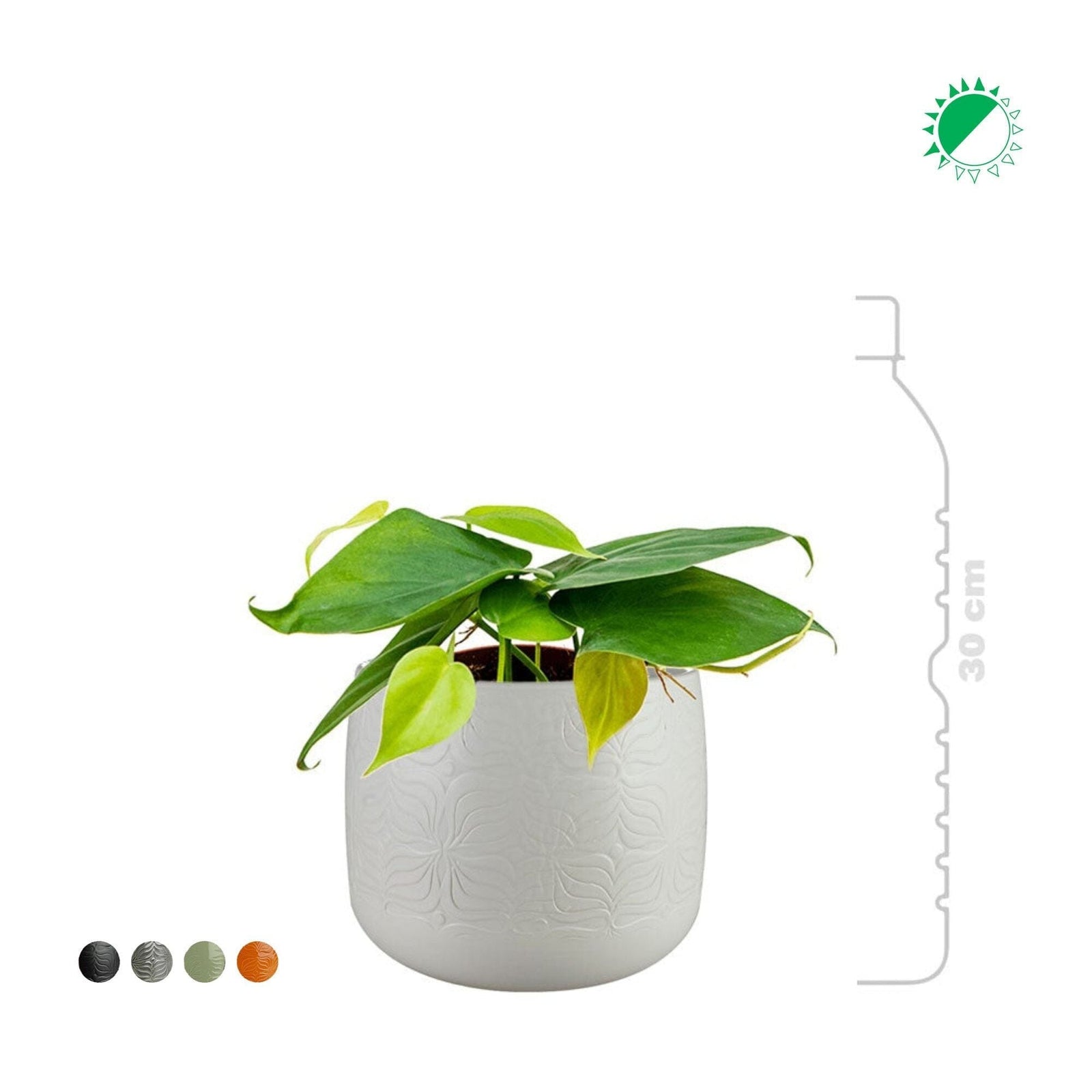 Philodendron Sytse19 PLANTES ET POTS DE BUREAUX 