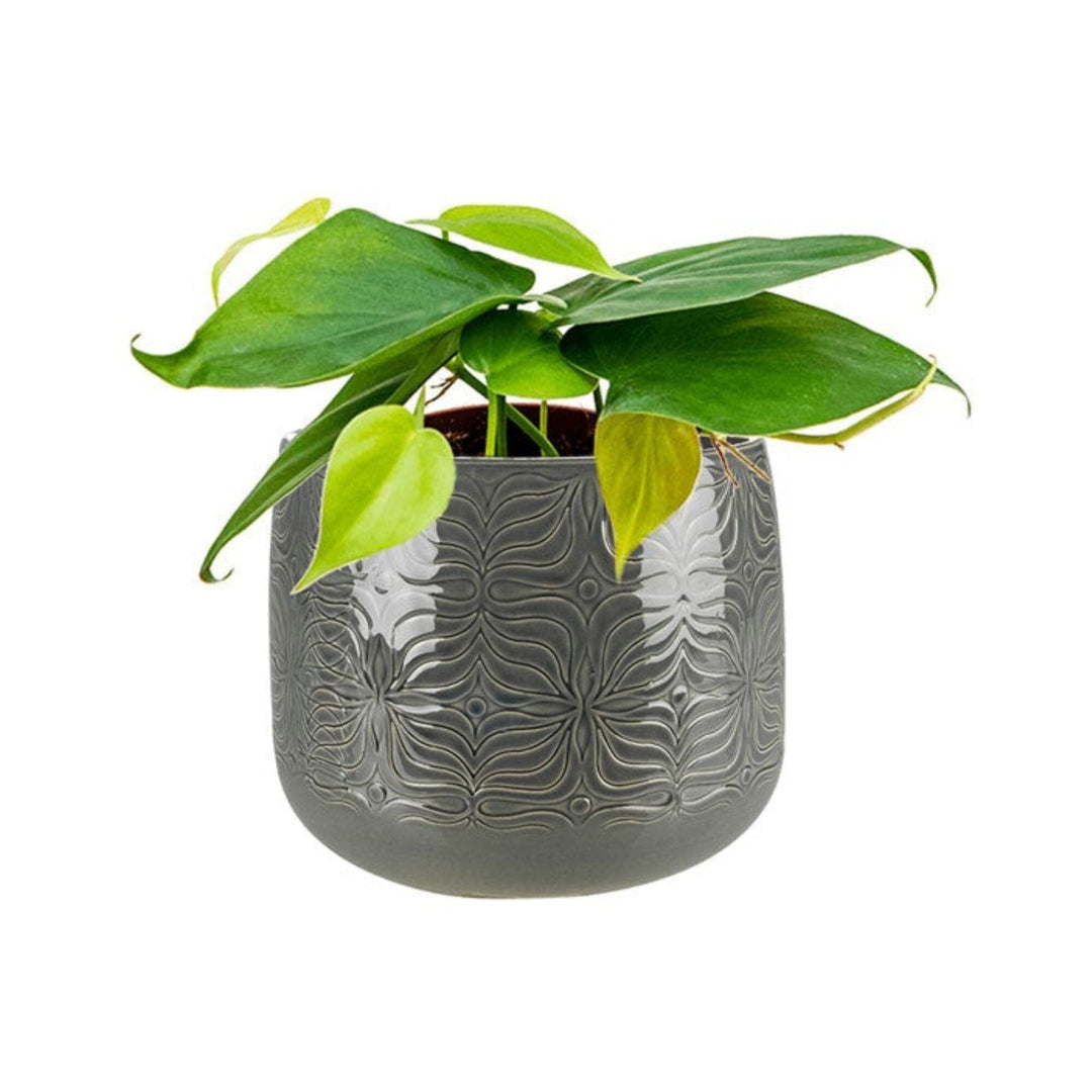 philodendron gris Philodendron Sytse19 – Boutique Biowork