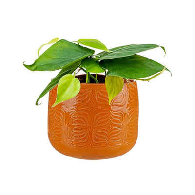 Philodendron Sytse19 PLANTES ET POTS DE BUREAUX Location/Entretien (HT/mois) Orange 