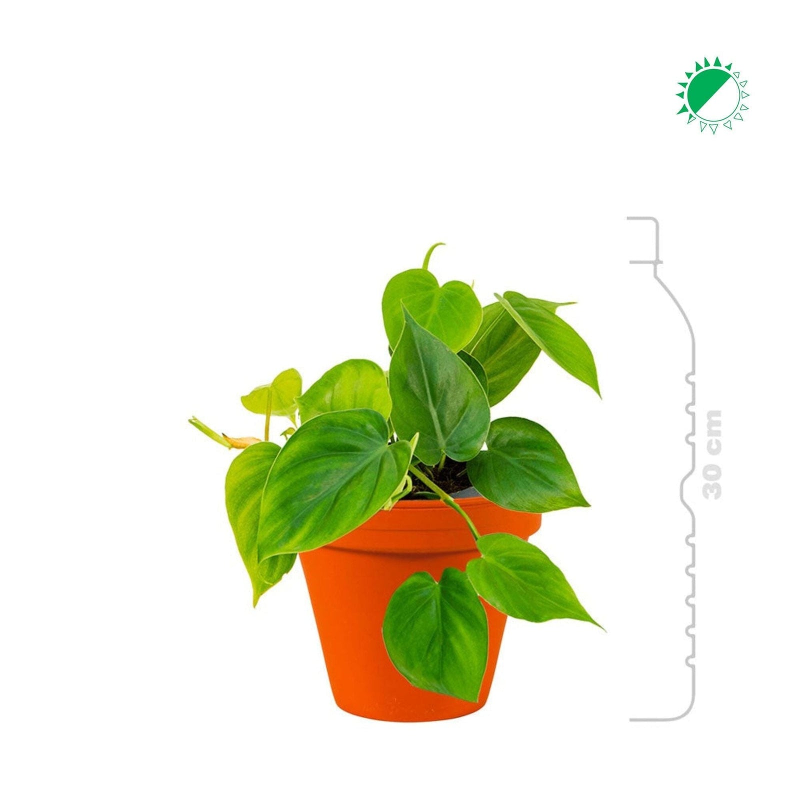 Philodendron Terra Cotta mini16 PLANTES ET POTS DE BUREAUX 