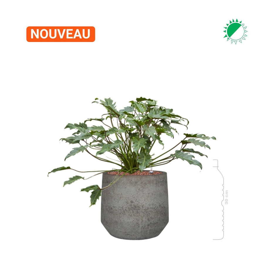 Philodendron 'Xanadu' Cement Stone Harith28 PLANTES ET POTS DE BUREAUX 