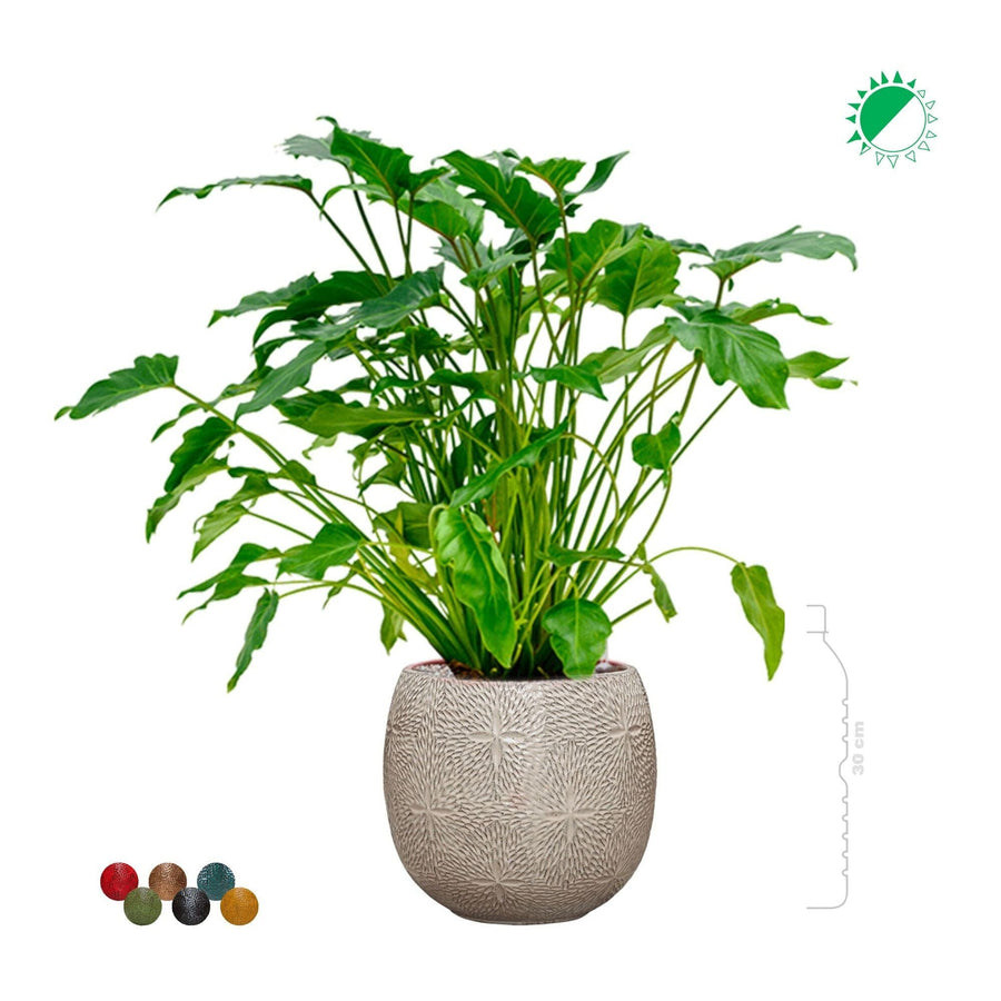 Philodendron 'Xanadu' Marly30 PLANTES ET POTS DE BUREAUX 