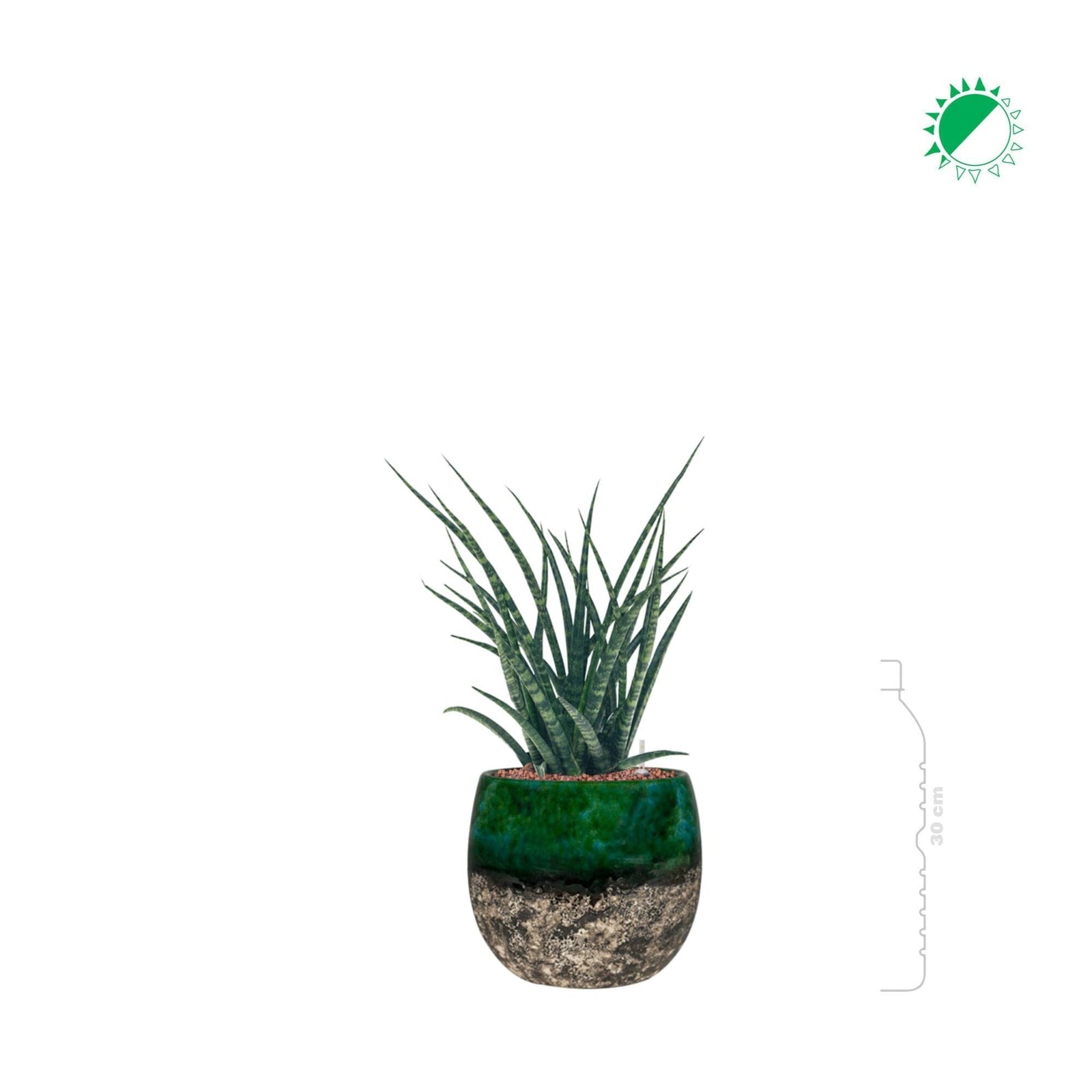 Sansevieria kirkii 'Fernwood' Lindy20 PLANTES ET POTS DE BUREAUX 