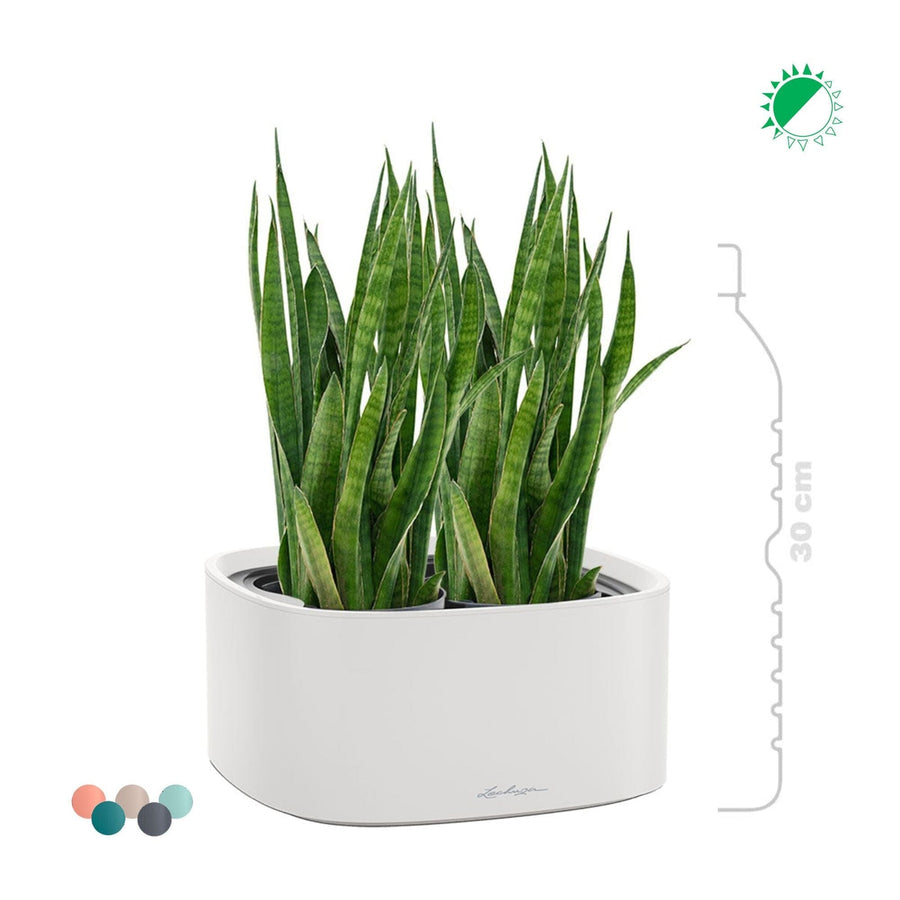 Sansevieria Lechuza Pila PLANTES ET POTS DE BUREAUX 