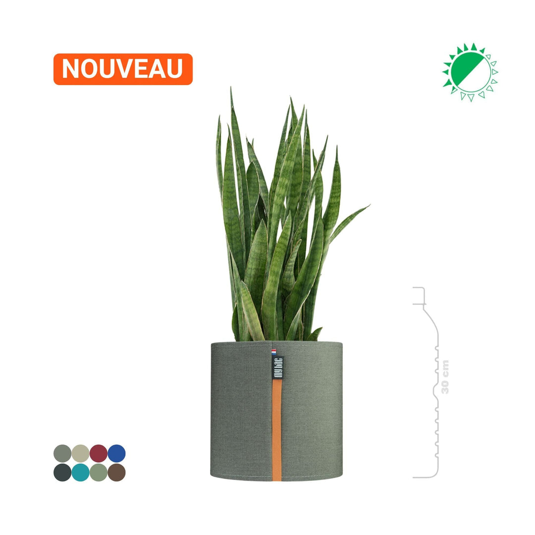 Sansevieria MyBac 21 PLANTES ET POTS DE BUREAUX Location/Entretien (HT/mois) Gris 